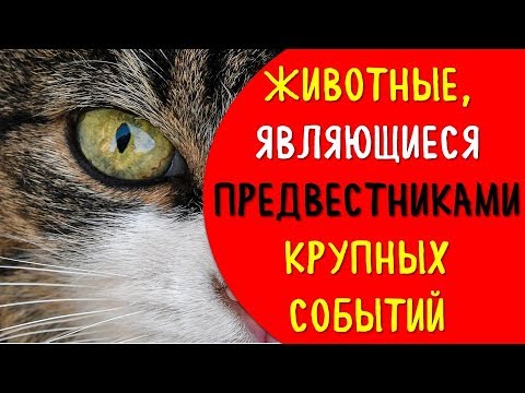 Если животные перешли вам дорогу, то знайте что