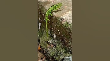 Chameleon changing color