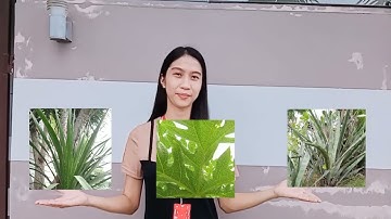 MATHEMATICS IN THE MODERN WORLD|SYMMETRIES, FRACTALS, SPIRALS