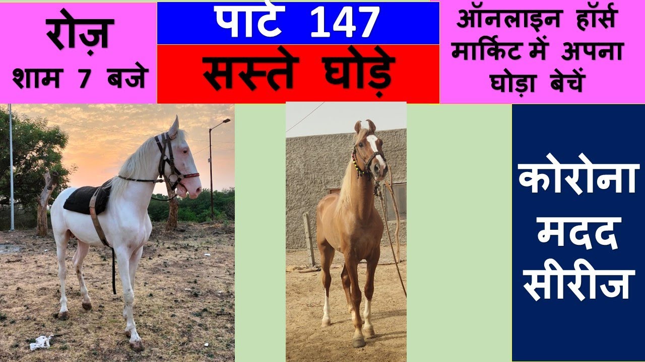 किसान सस्ते घोड़े सीरीज 147 𝐎𝐧𝐥𝐢𝐧𝐞 𝐇𝐨𝐫𝐬𝐞 𝐌𝐚𝐫𝐤𝐞𝐭 𝐈𝐧 𝐈𝐧𝐝𝐢𝐚 𝐇𝐨𝐫𝐬𝐞𝐬 𝐅𝐨𝐫