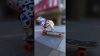 This dog is a skateboarding champion