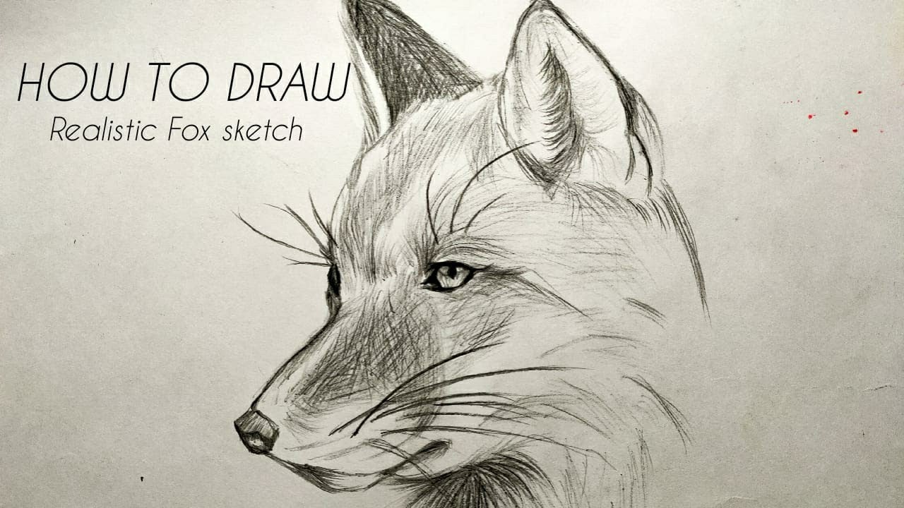 How To Draw A Realistic Fox Animal Face Sketch Tutorial Youtube