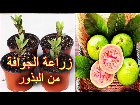 زراعة الجوافة من البذور التي بداخل الثمرة