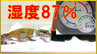 ヒョウモントカゲモドキの湿度が高い【ウェットシェルターのせい？】