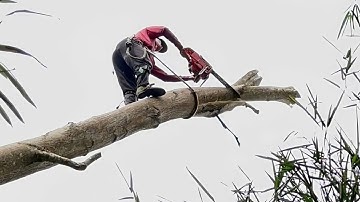 Cưa cây tràm bông  vàng to ,  .Cưa cây kỷ thuật  cao 