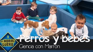 Laura Pausini emocionada con los bebés y cachorros que se encuentran por primera vez  El Hormiguero