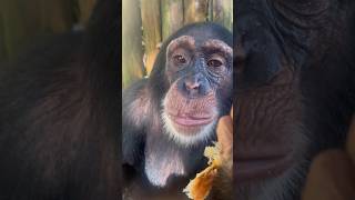 Chimpanzee Loves 🥐 (Volume 🆙)