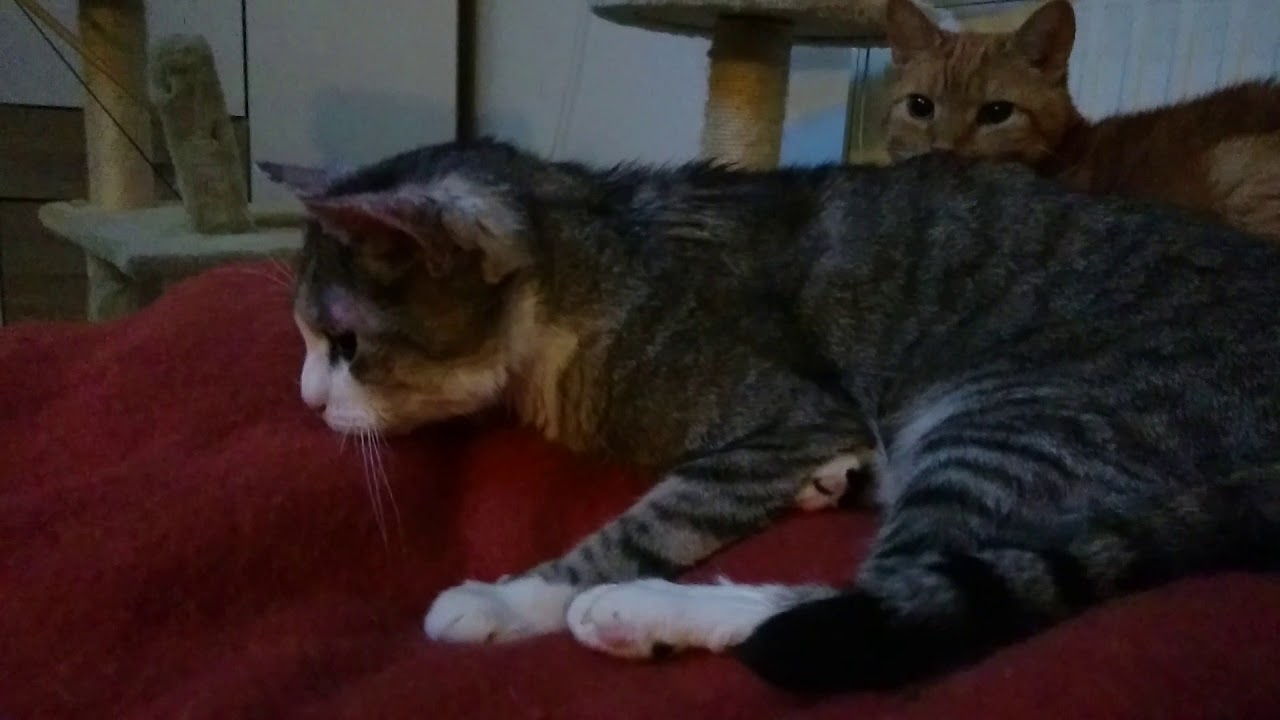 kurz vor einem epileptischen Anfall...