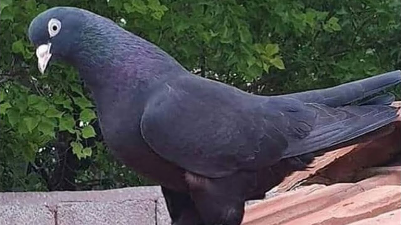 Kümeste Yavru Kontrolü & Son Durumlar