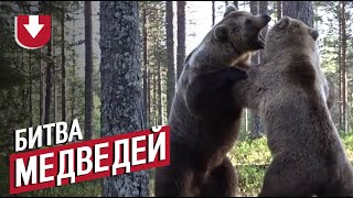 Схватка огромных медведей: видео с близкого расстояния Схватка огромных медведей: видео с близкого расстояния