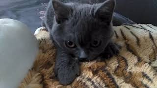 Скоттиш-страйт в 5 месяцев. Скоттиш-страйт в 5 месяцев.