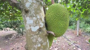 NHÀ VƯỜN ĐẦY ĐỦ CÁC LOẠI CÂY ĂN TRÁI XÃ BẦU CHINH CHÂU ĐỨC BRVT 