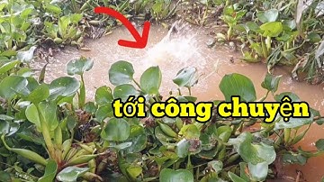 CÂU CÁ RÔ CÁ TRA THÁC LÁC MỚI THẤY MỘT NGÀY ĐƯỢC NHIỀU |great fishing HQBL #110
