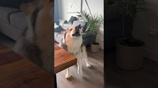 Мамин защитник #shorts #short #viral #viralvideo