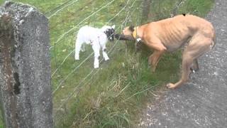 Ruby saying hello to a new lamb... Content