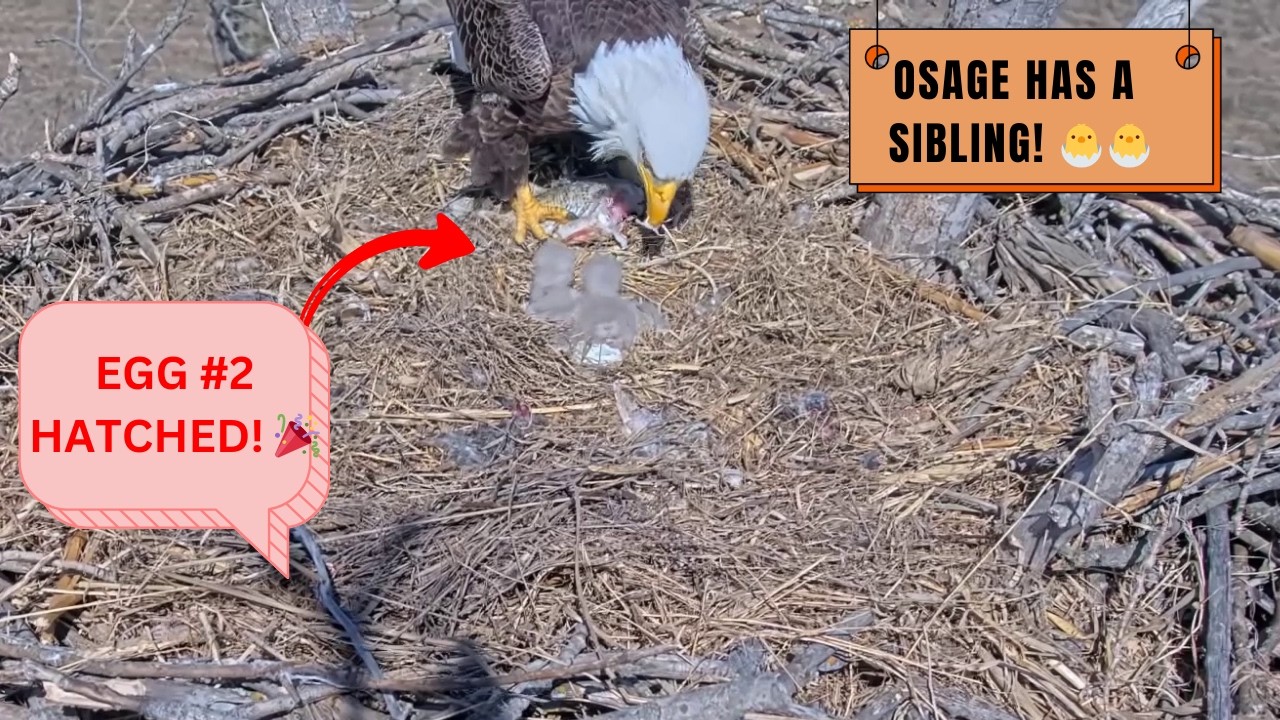 Osage Is No Longer Alone! 🐣🐣 Egg #2 Hatches On Day 3! | Kansas Eagles Osage | Day 3