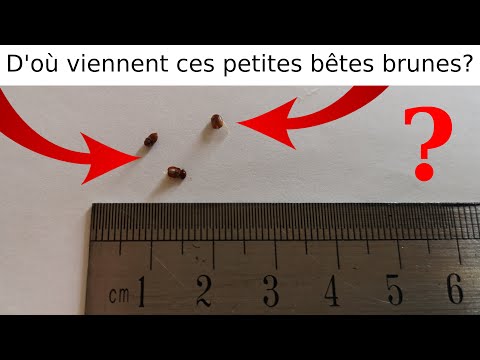 Vidéo: Coléoptères - comment s'en débarrasser ?