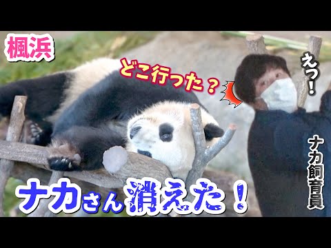 【パンダアイドル楓浜】ナカさんの姿が消えた💦キョロキョロ探すけな気なふうひんが尊い🐼