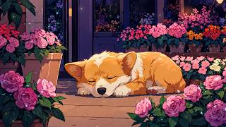 Sleepy Corgi In Cozy Flower Shop  Dreamy Lofi  For Peaceful Nights  Lofi Corgi 