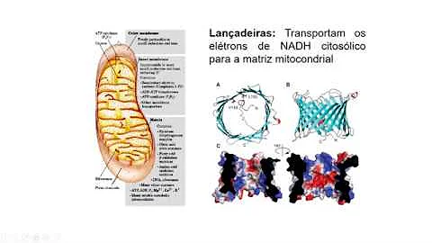 Como que o NADH entra na mitocôndria?