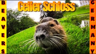 CELLE GERMANY Beavers Up Close  🦫 Mohotel Adventures by MOHOTEL ADVENTURES 182 views 3 weeks ago 28 minutes