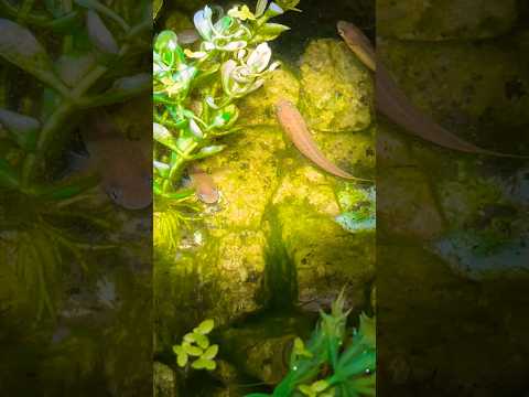 Video: Làm thế nào để giữ cá vàng (có hình ảnh)