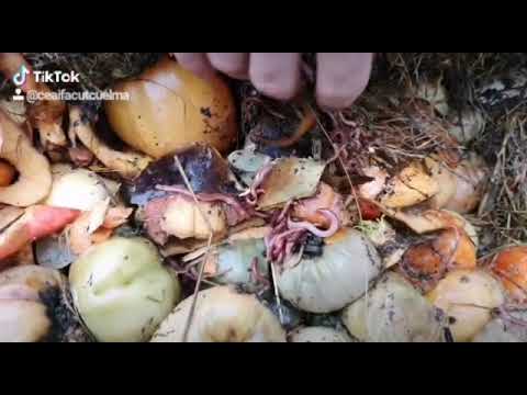 Video: Cum să faci ferme de vierme
