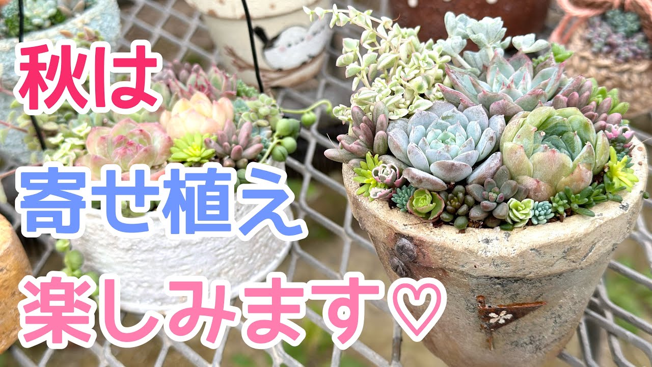 vlog419】【多肉植物】秋の寄せ植え作ります🪴購入苗と増やした苗を