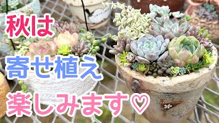 vlog419】【多肉植物】秋の寄せ植え作ります🪴購入苗と増やした苗を