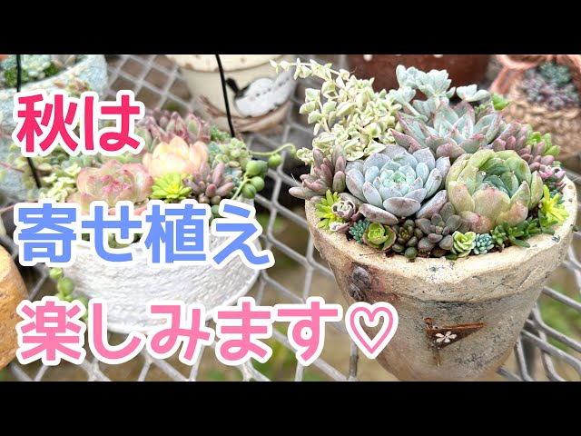vlog419】【多肉植物】秋の寄せ植え作ります🪴購入苗と増やした苗を
