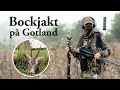 Jaktresan bockjakt p gotland