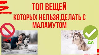 Никогда не делайте ЭТОГО, если у вас маламут! Топ вещей, которых нельзя делать ни в коем случае!