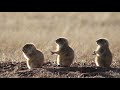 Cute Prairie Dogs  #prairiedogs #animals #wildlife #cute