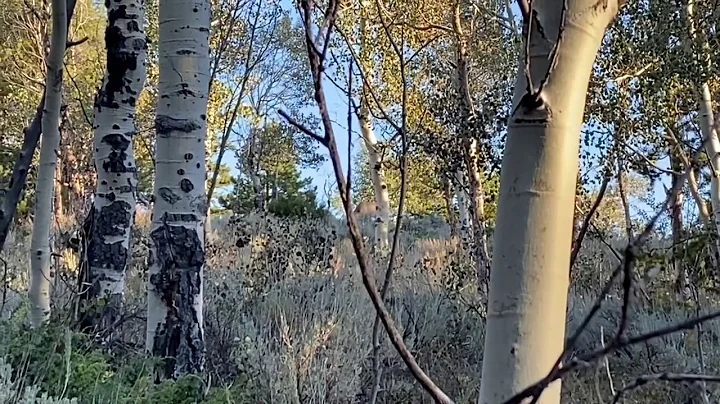 Utah Youth General Any Bull 2020