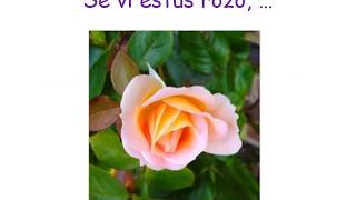DEKLAMADO “Se vi estus rozo” poemo de juna chinino. Jen la teksto.