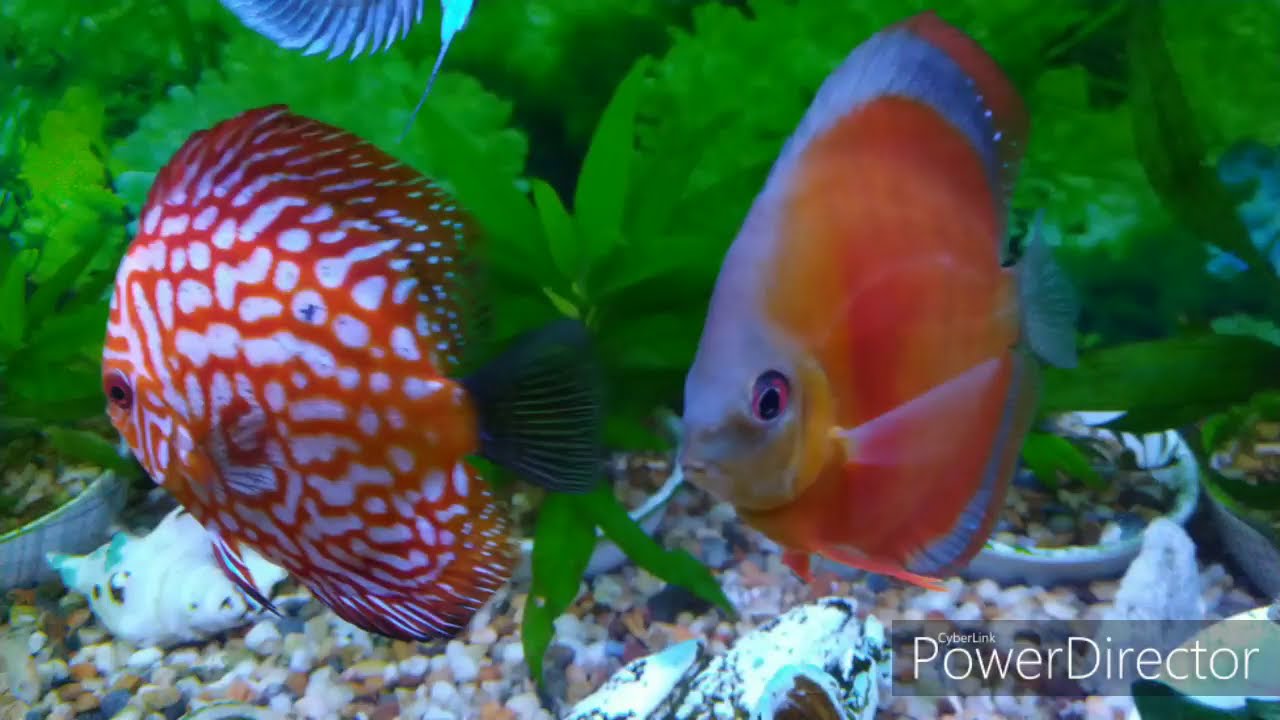 Discus Youtube Enjoyable Discus - YouTube