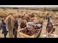 Poor camel herders daily life in desert  nomad people life in pakistan  camel people daily life
