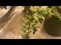 Weed In A Pot 2021 Channel Update