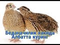 Бедана бок,ишга к,изик,увчилар учун махсус видео