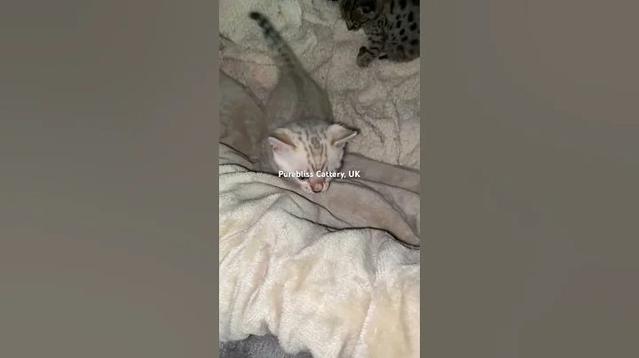 Video 10035961: gorgeous bengal kittens, spotted bengal kitten, snow bengal kitten