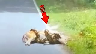 Piton geyik yavrusunu burktu! Ama sonra inanılmaz bir mucize gerçekleşti!