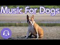 How to Chill My Pooch: Canine Lullabies for Ultimate Dog Relaxation! (NEW)