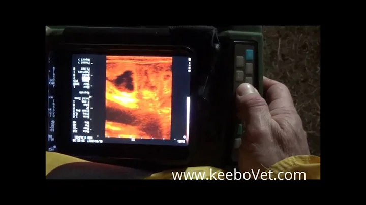 RKU-10 Ultrasound Scanner Diagnoses Cow Pregnant with 81 Days
