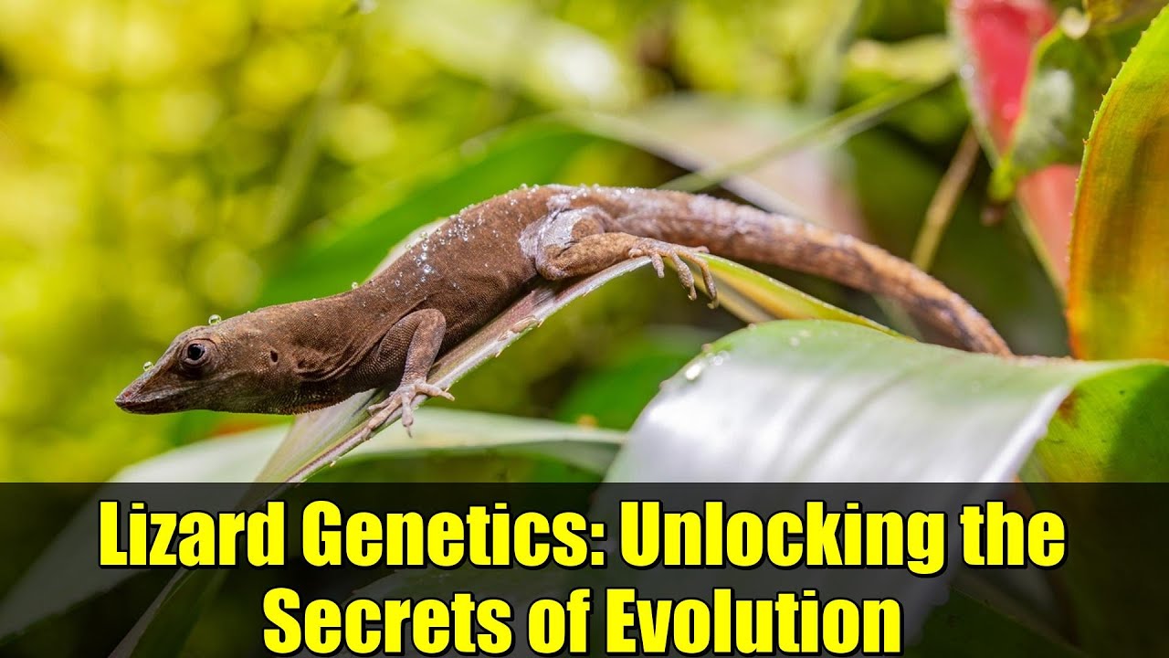 Lizard Genetics: Unlocking the Secrets of Evolution | A New Mathematical Model