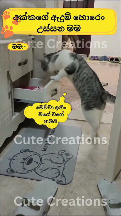 ඇදුම් හොරෙං උස්සනකොට😂cat#funnyanimals#funny#cute#srilanka#shorts#short#trendingshorts#lankan#cats