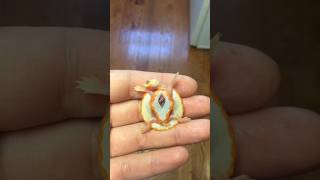 Desafiando as probabilidades #bichos #animais #curioso