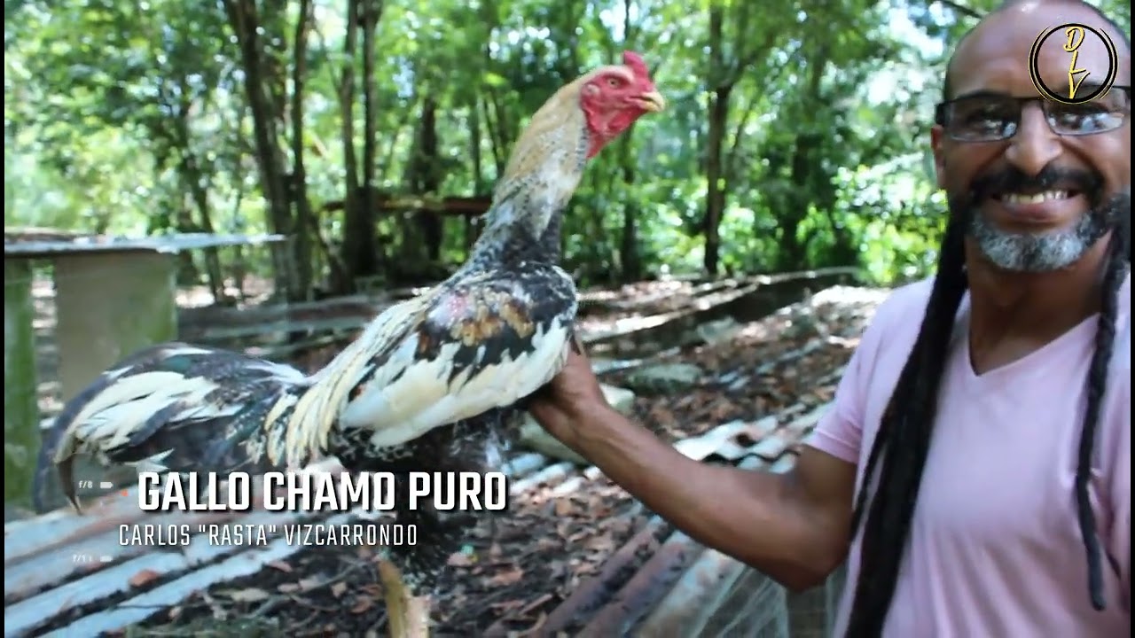 CARLOS RASTA  DIFERENCIAS EN LOS ORIENTALES