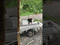 軽トラの荷台でまってる猟犬のニカ #猟犬 #コンテナハウス #diy