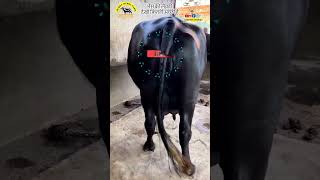 Bhains Ki Levti ॥भैंस की लेवटी