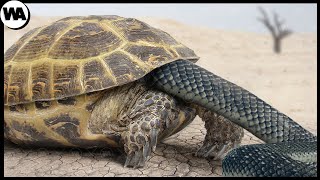 Вот Как Черепахи Защищаются от Змей